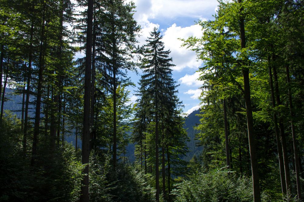 Tannenwald Foto & Bild landschaft, wald, fotos Bilder auf