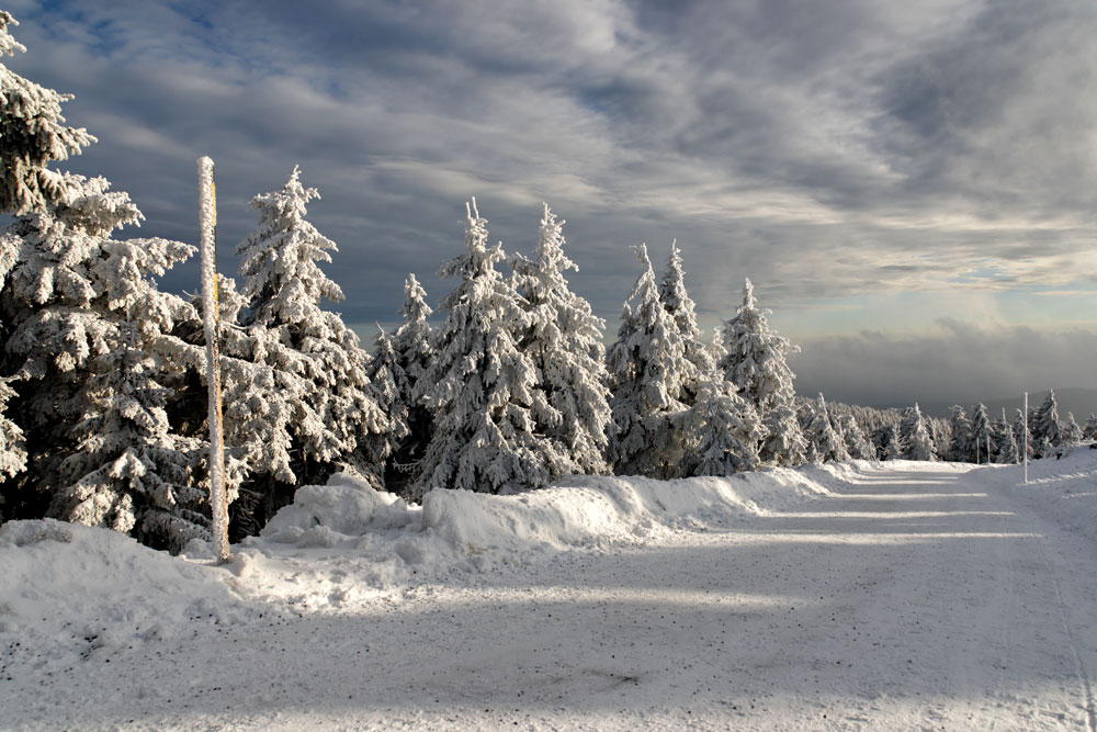 Tannenwald Foto & Bild jahreszeiten, winter, natur Bilder auf