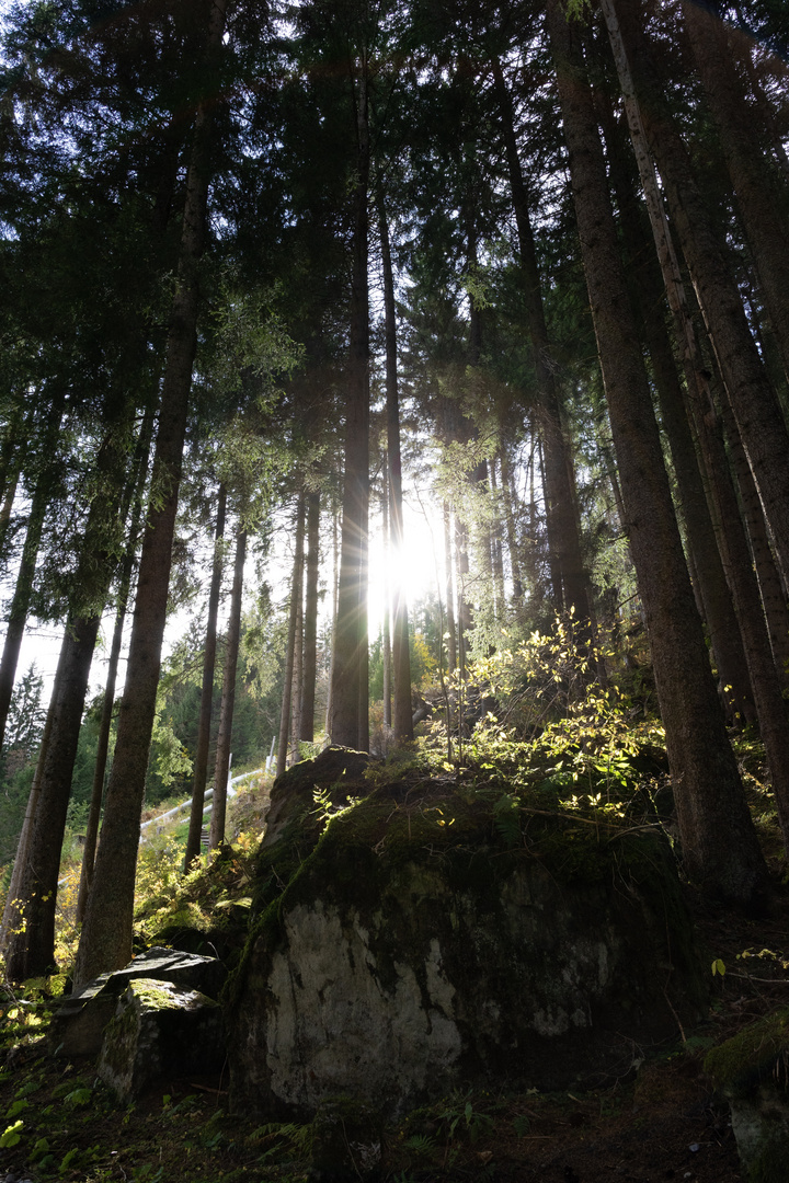 Tannenwald auf dem Golm