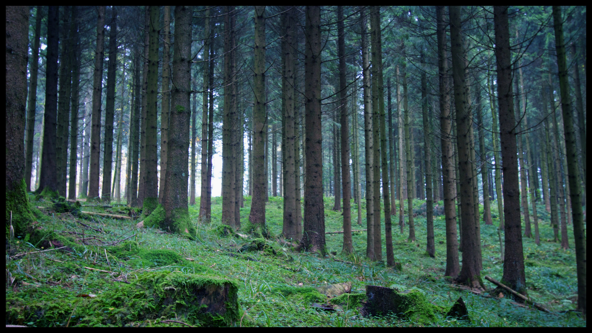 Tannenwald Foto & Bild pflanzen, pilze & flechten, landschaft, natur
