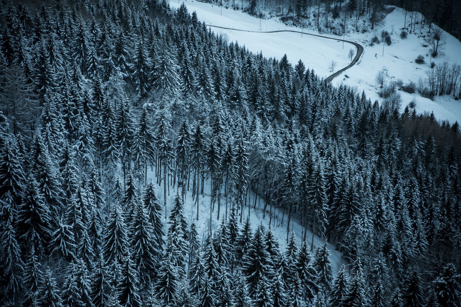 Tannenwald verschneit