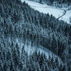 Tannenwald verschneit