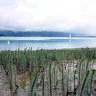 Tannenwedel im Forggensee