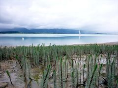 Tannenwedel im Forggensee