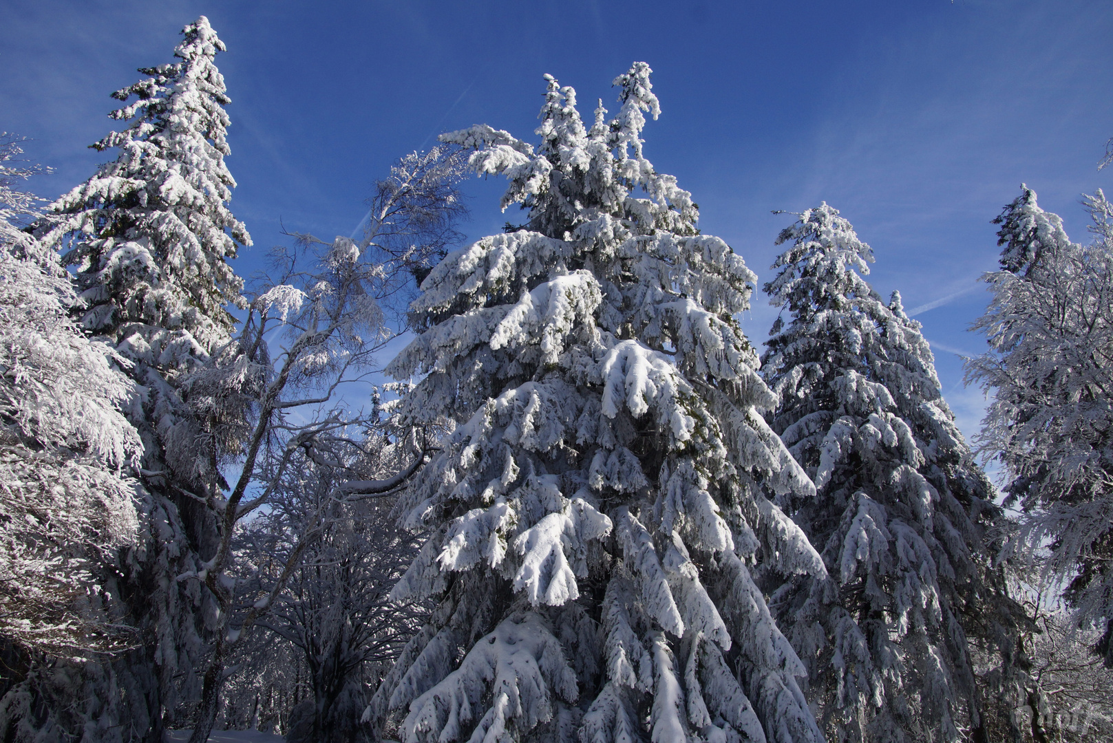 Tannenwipfel im Schnee