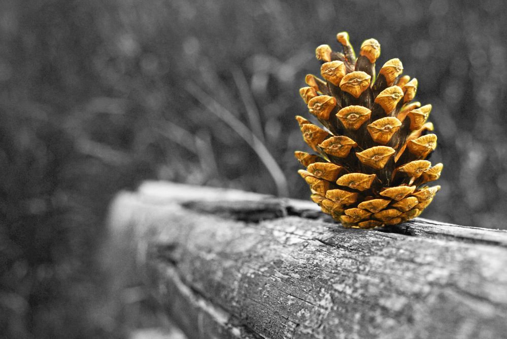 Tannenzapfen Foto & Bild landschaft, natur Bilder auf