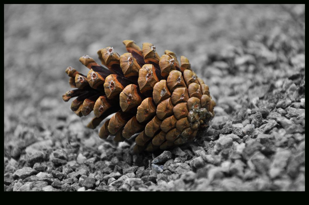Tannenzapfen.. Foto & Bild pflanzen, pilze & flechten, blüten