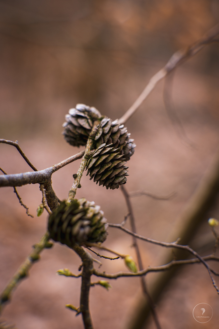 Tannenzapfen bei einem Waldspaziergang