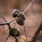 Tannenzapfen bei einem Waldspaziergang