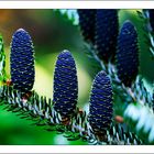 Tannenzapfen der Korea-Tanne (Abies koreana)