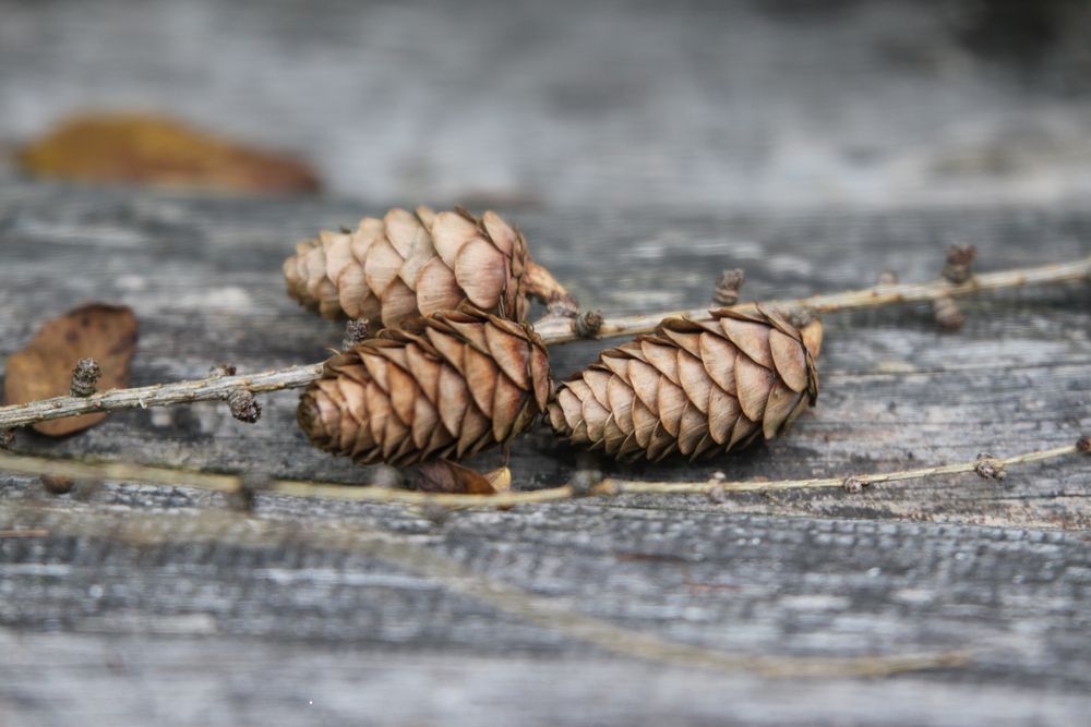 Tannenzapfen Foto & Bild jahreszeiten, herbst, natur Bilder auf