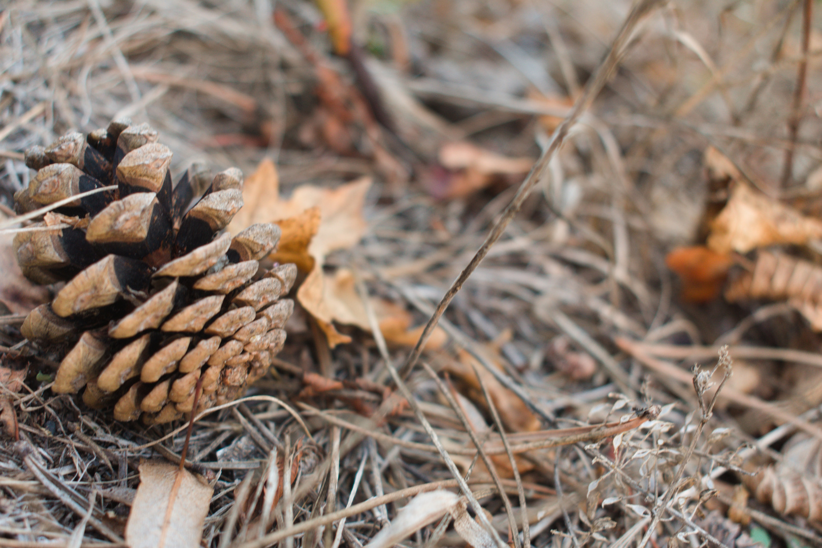 Tannenzapfen im Herbst