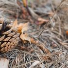 Tannenzapfen im Herbst