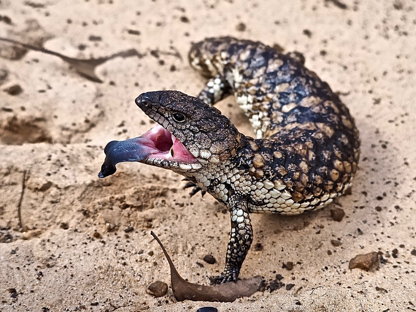 Tannenzapfenechse (Blauzungenskink)