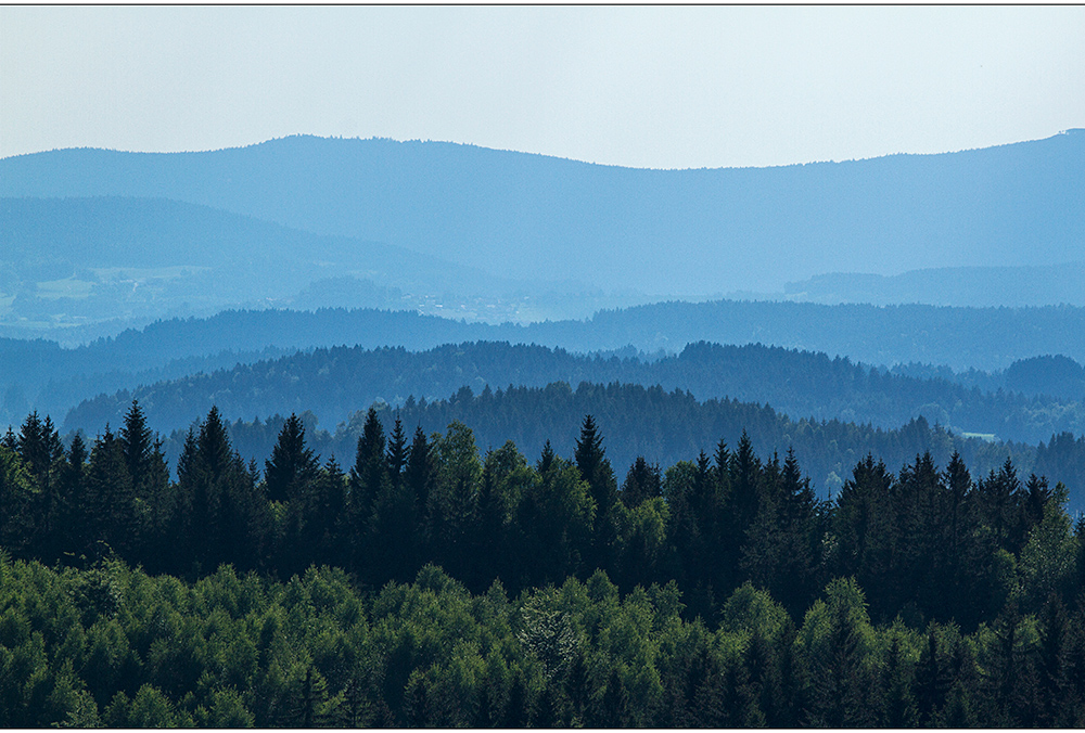 tannenzipfelblick