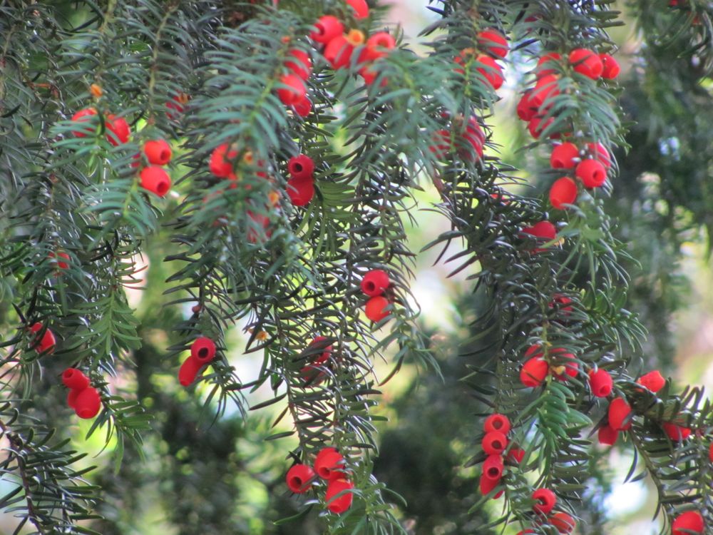 Tannenzweig mit roten Blüten