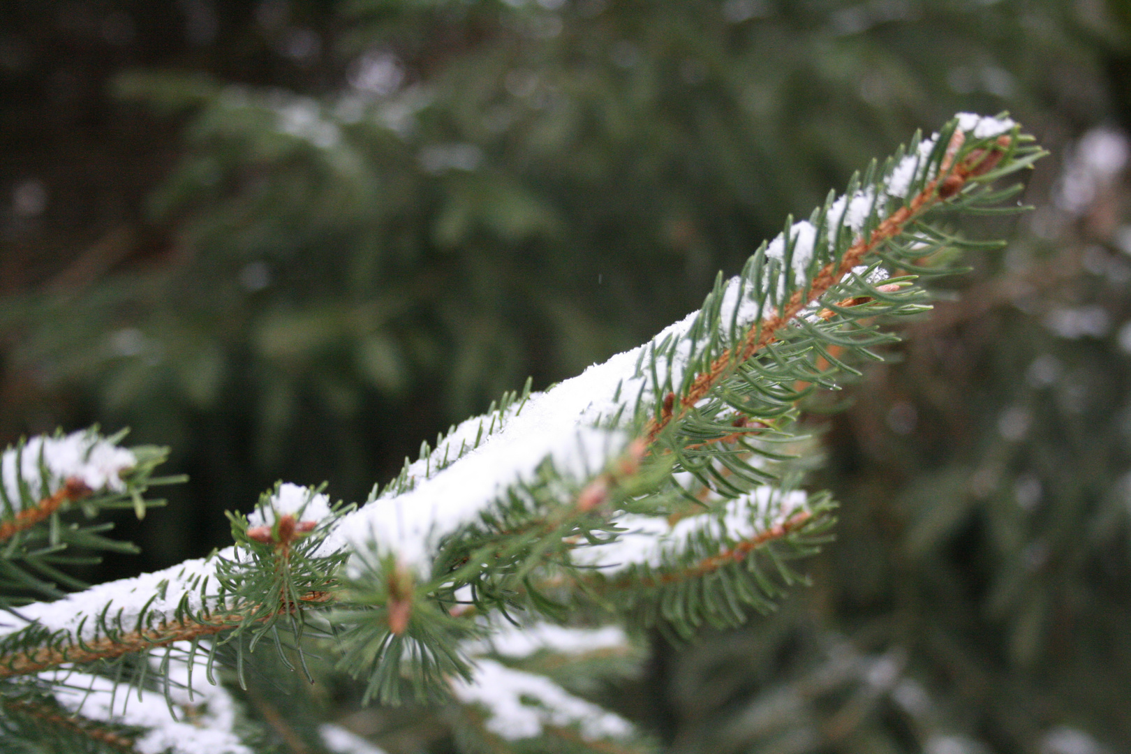 Tannenzweig mit Schnee