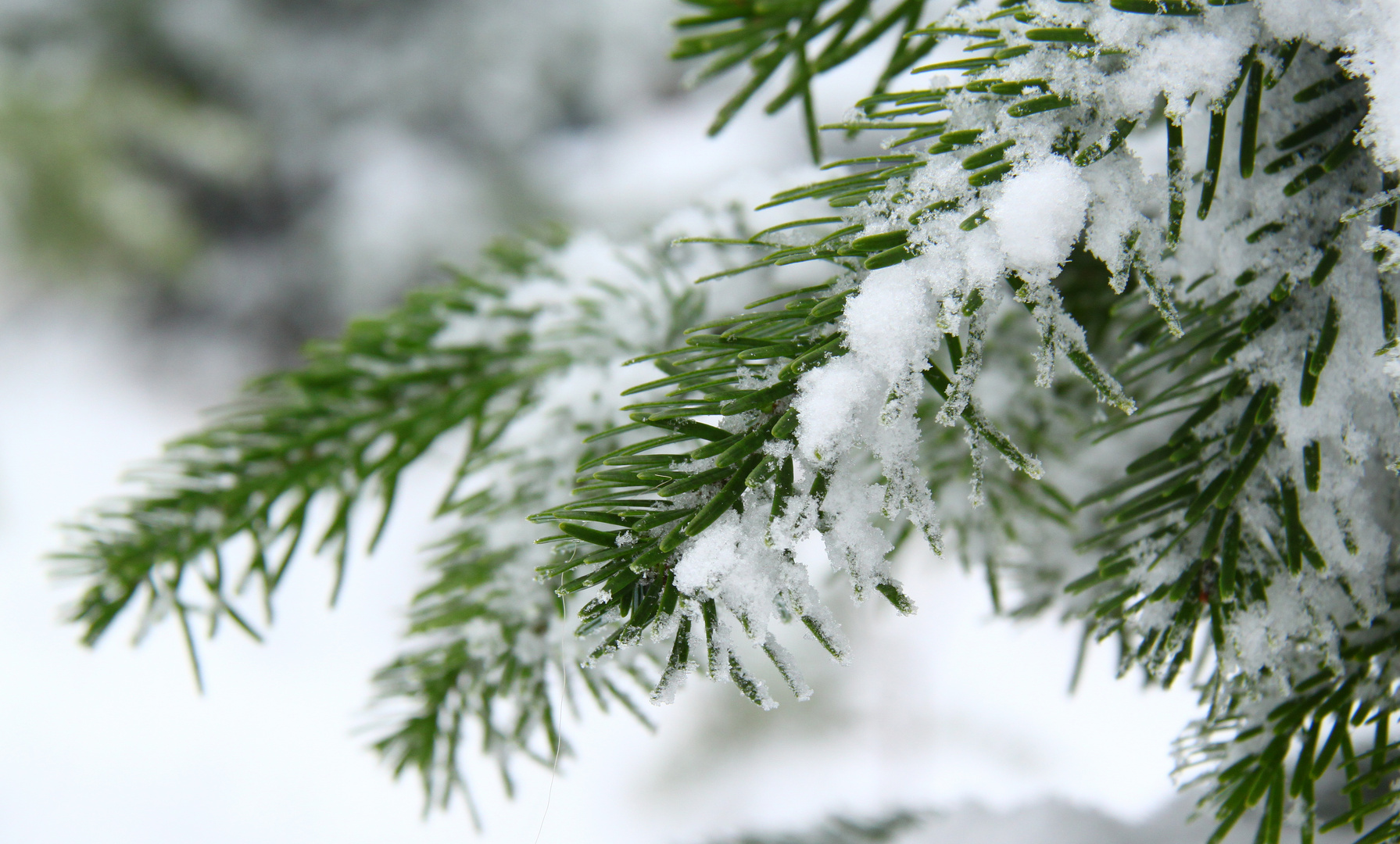 Tannenzweig mit Schnee