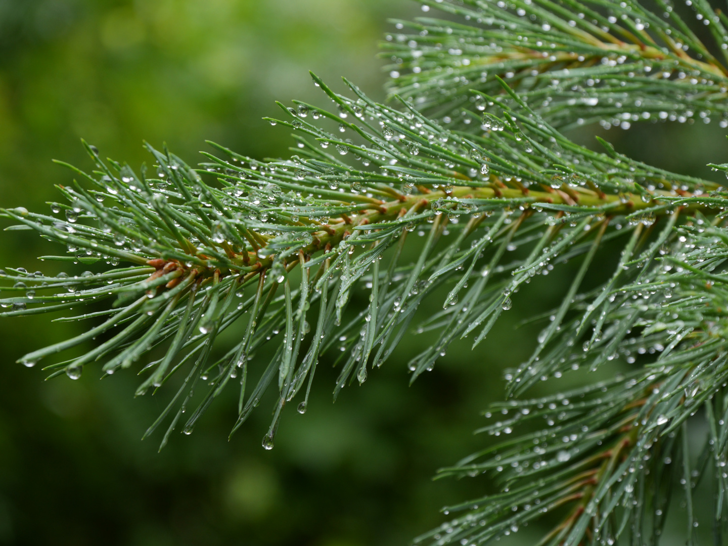 Tannenzweig nach dem Regen