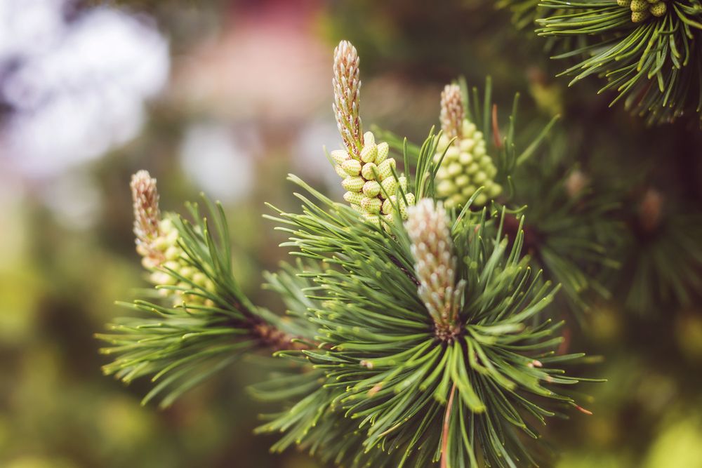 Tannenzweige Foto & Bild baum, natur, äste Bilder auf