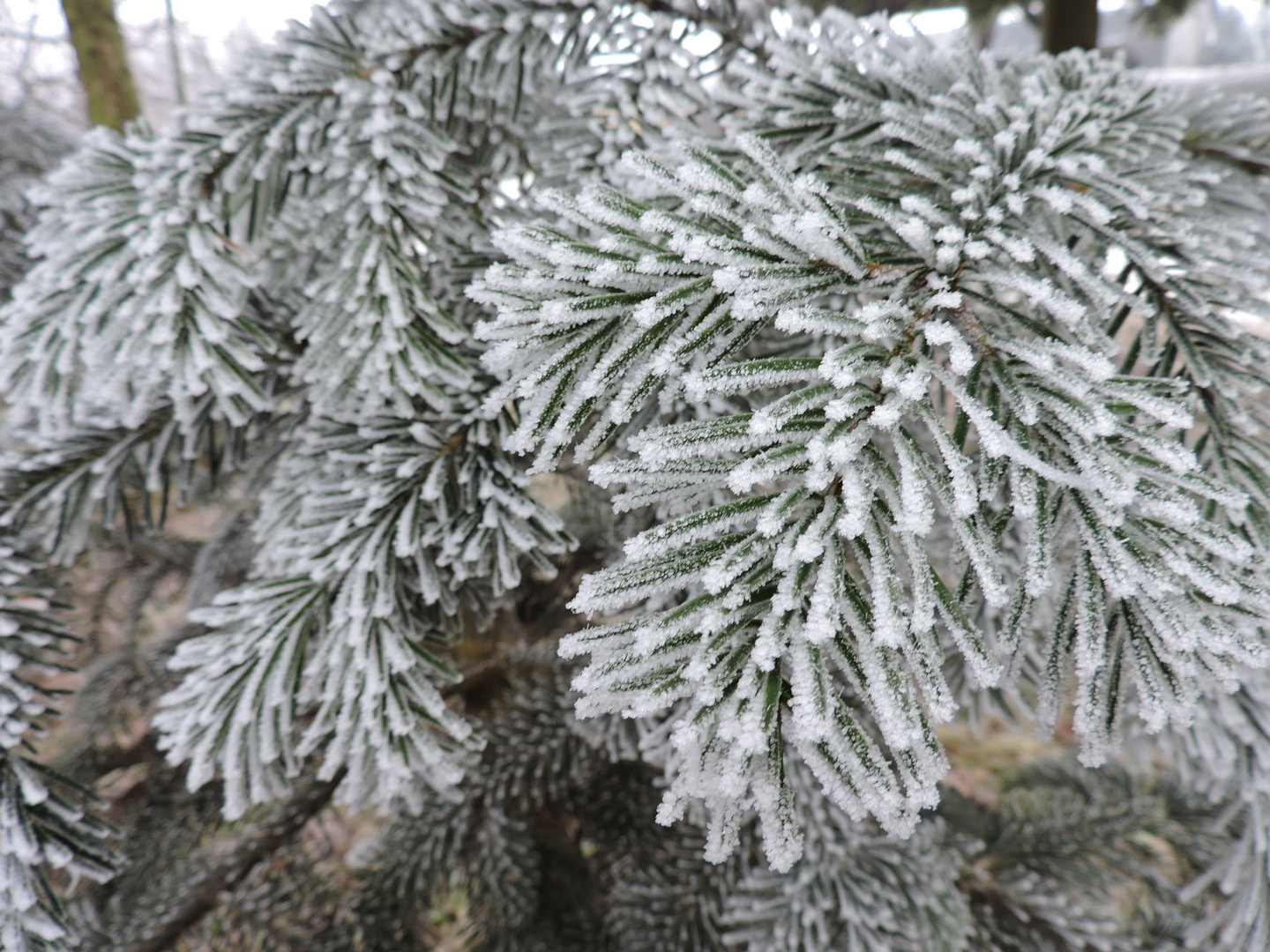 Tannenzweige im Winter