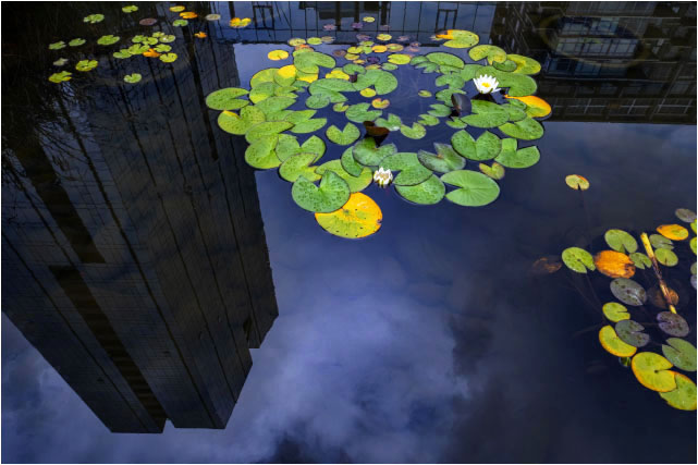 Tanner Springs 