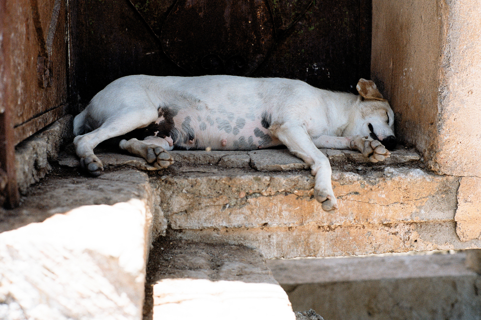 Tannery dog