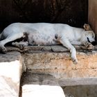 Tannery dog