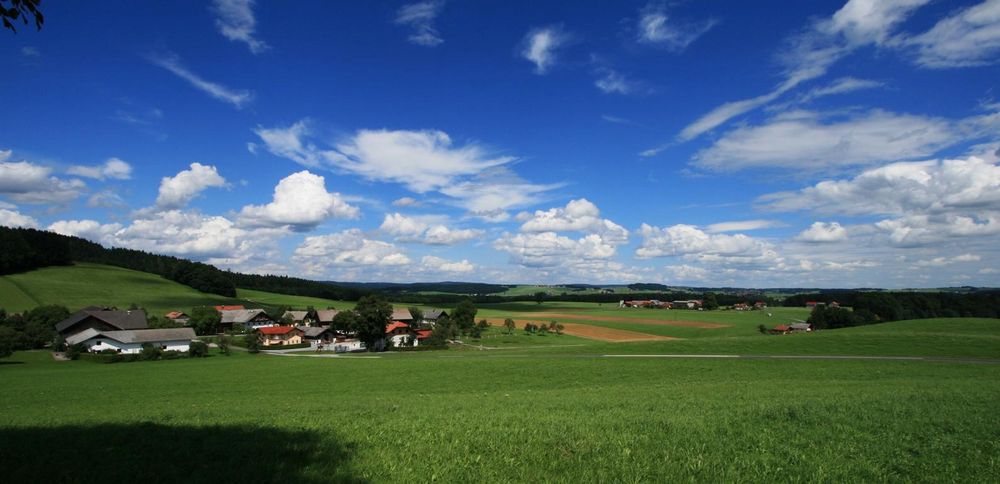 Tannham im salzburger Flachgau