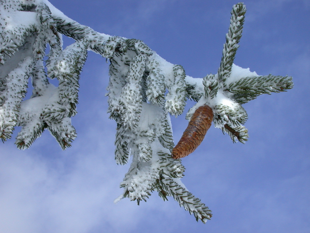 Tannzapfen im Schnee von Heiko G. Kaminski 