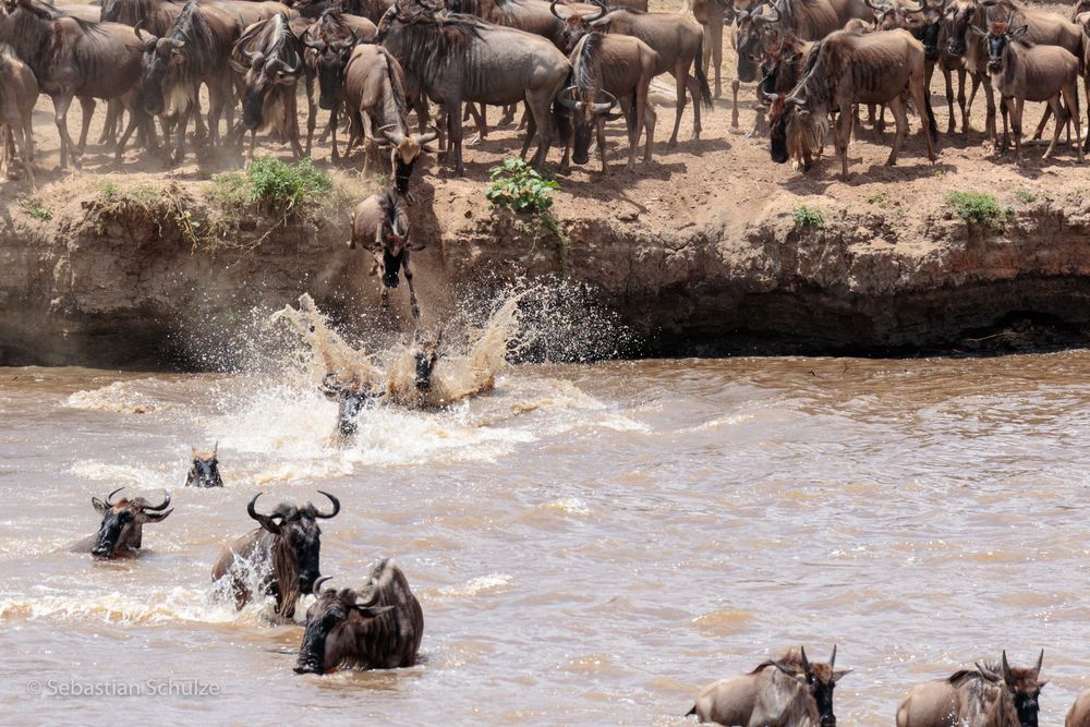 Tansania #02 - Gnu-Wanderung (Migration) - Flus Mara