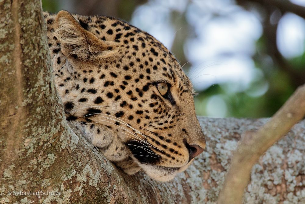 Tansania #03 - Leopard in der Serengeti Foto & Bild | tansania, natur ...