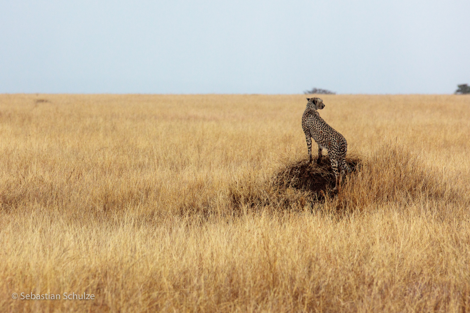 Tansania #04 - Gepard in der Serengeti
