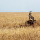 Tansania #04 - Gepard in der Serengeti