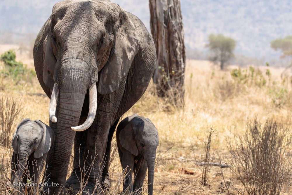 Tansania #06 - Elefanten in der Serengeti