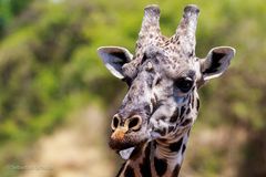 Tansania #09 - Giraffe in der Serengeti
