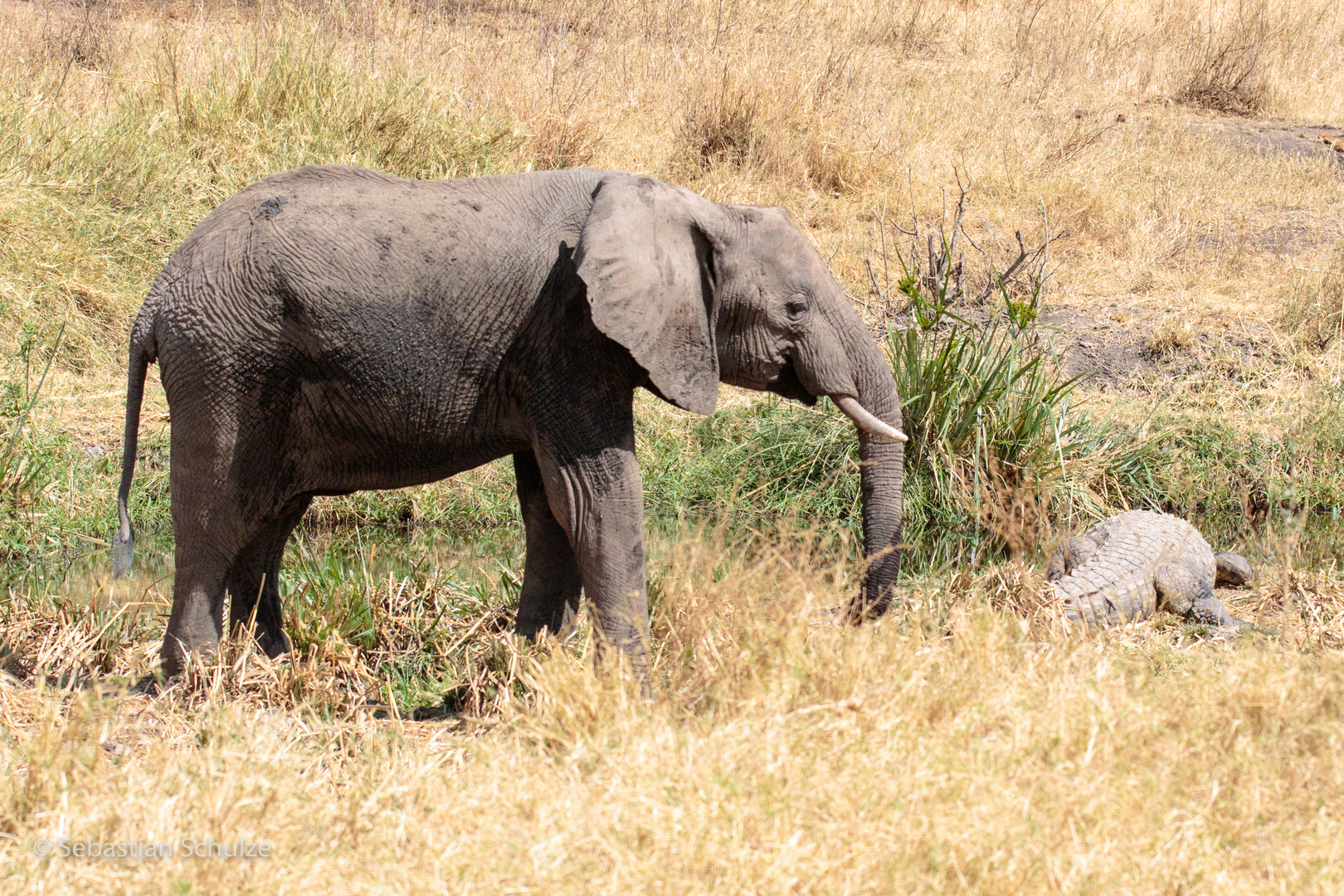 Tansania #10 - Elefant trifft Krokodil in der Serengeti