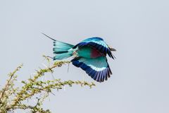 Tansania #11 - Gabelracke in der Serengeti