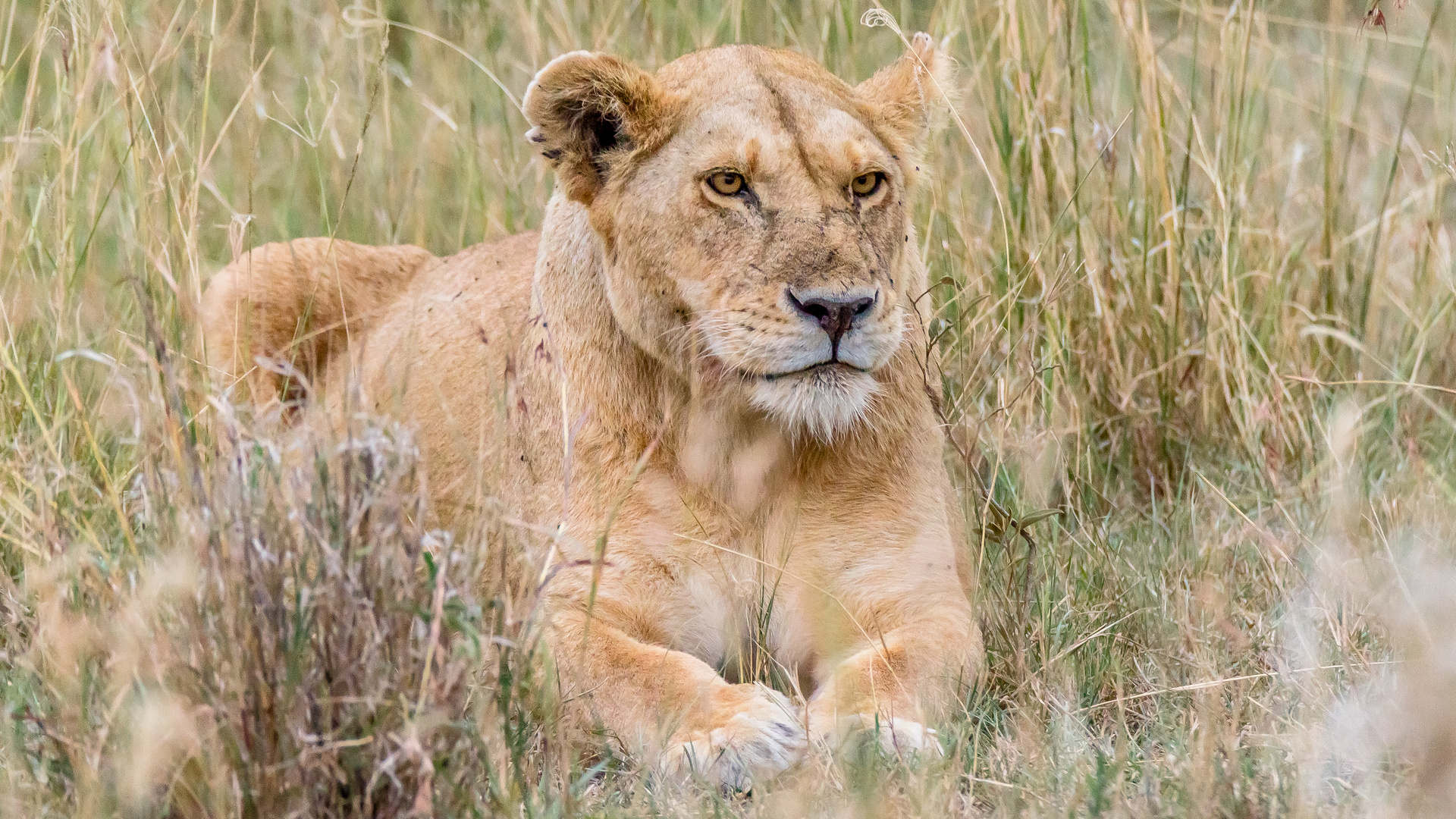 Tansania [14] Foto & Bild | wildlife, africa, lions Bilder auf ...