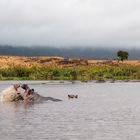 Tansania #15 - Nilpferde im Ngorongoro Krater