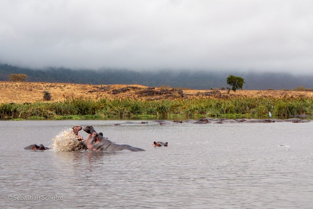 Tansania #15 - Nilpferde im Ngorongoro Krater