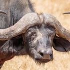 Tansania #18 - Büffel