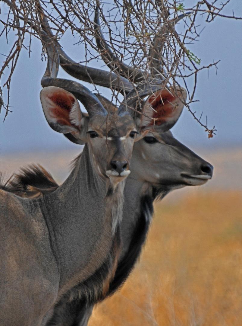 Tansania, 2 Kudus