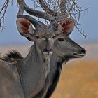 Tansania, 2 Kudus