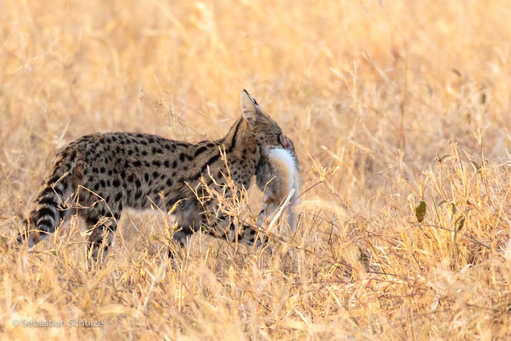 Tansania #20 - Serval mit Beute