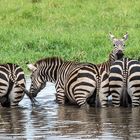Tansania 2016 Zebra-6521
