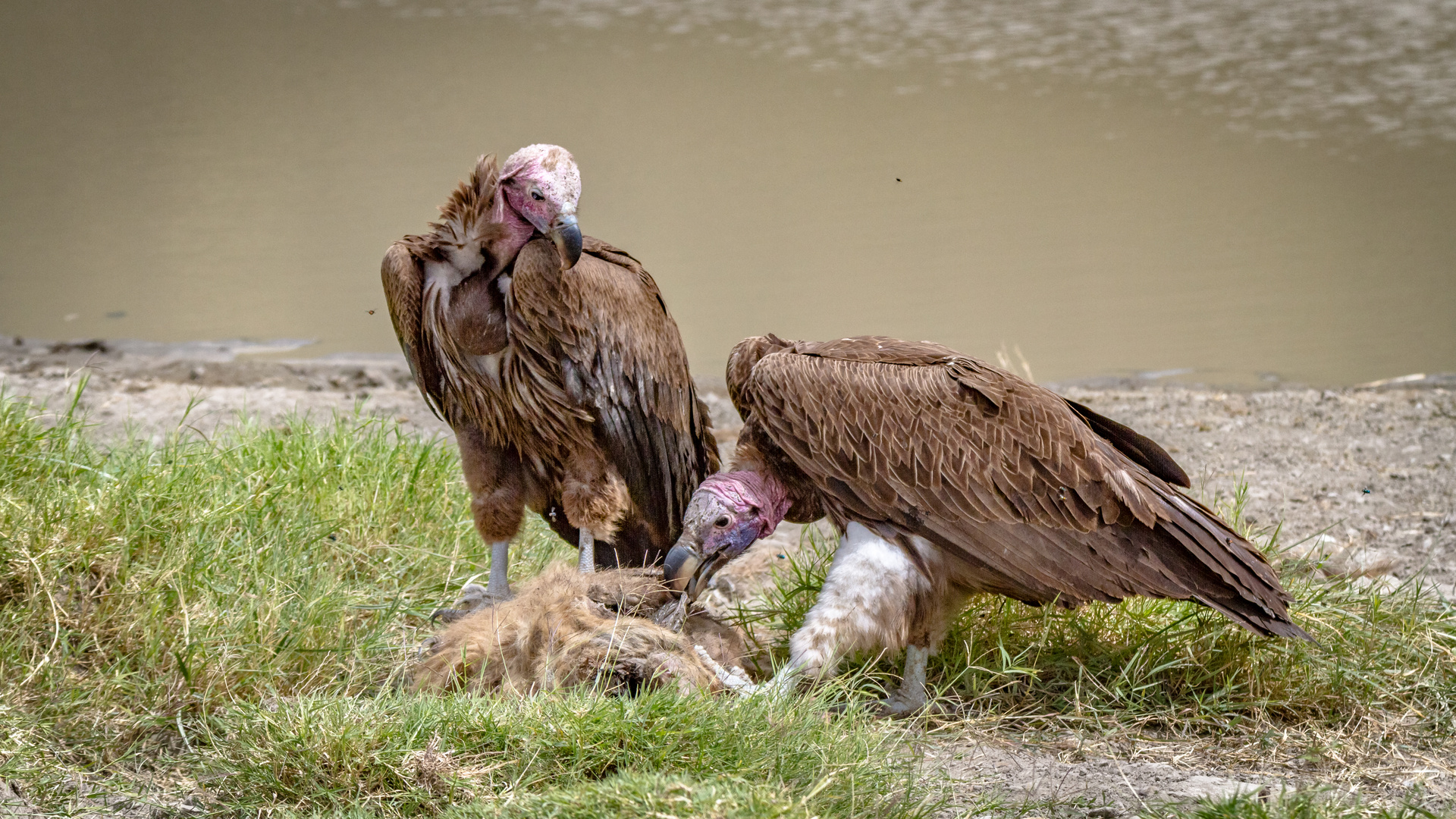Tansania [216] Foto & Bild | afrika, africa, safari Bilder auf ...