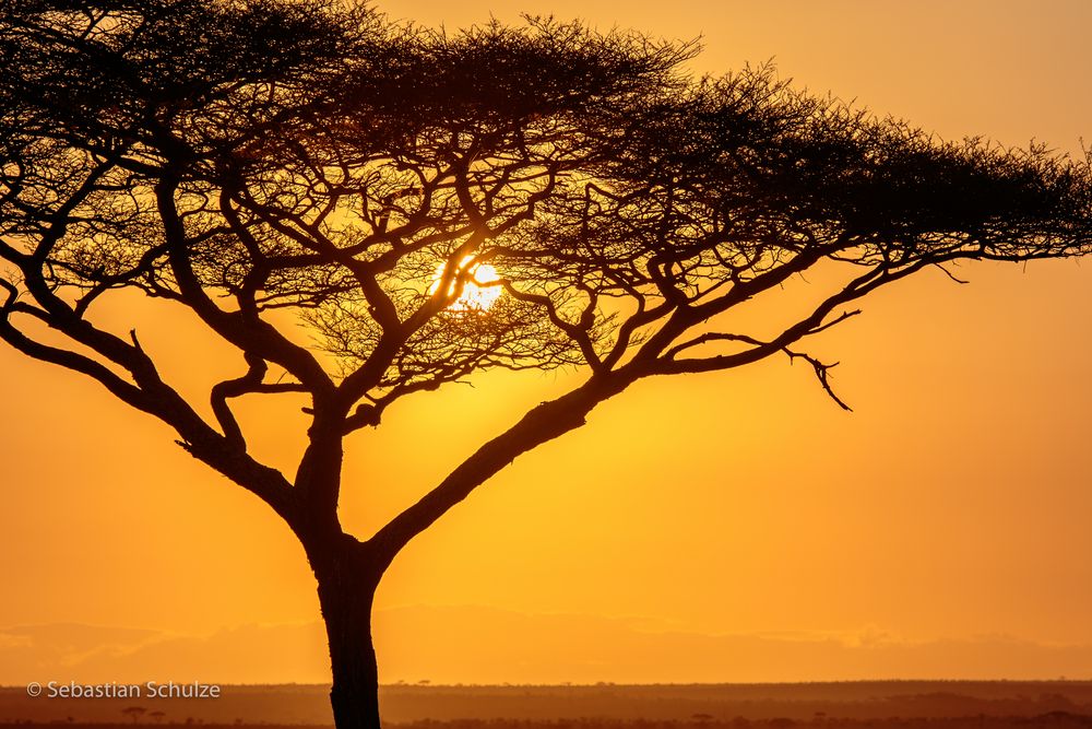 Tansania #24 - Sonnenaufgang in der Serengeti