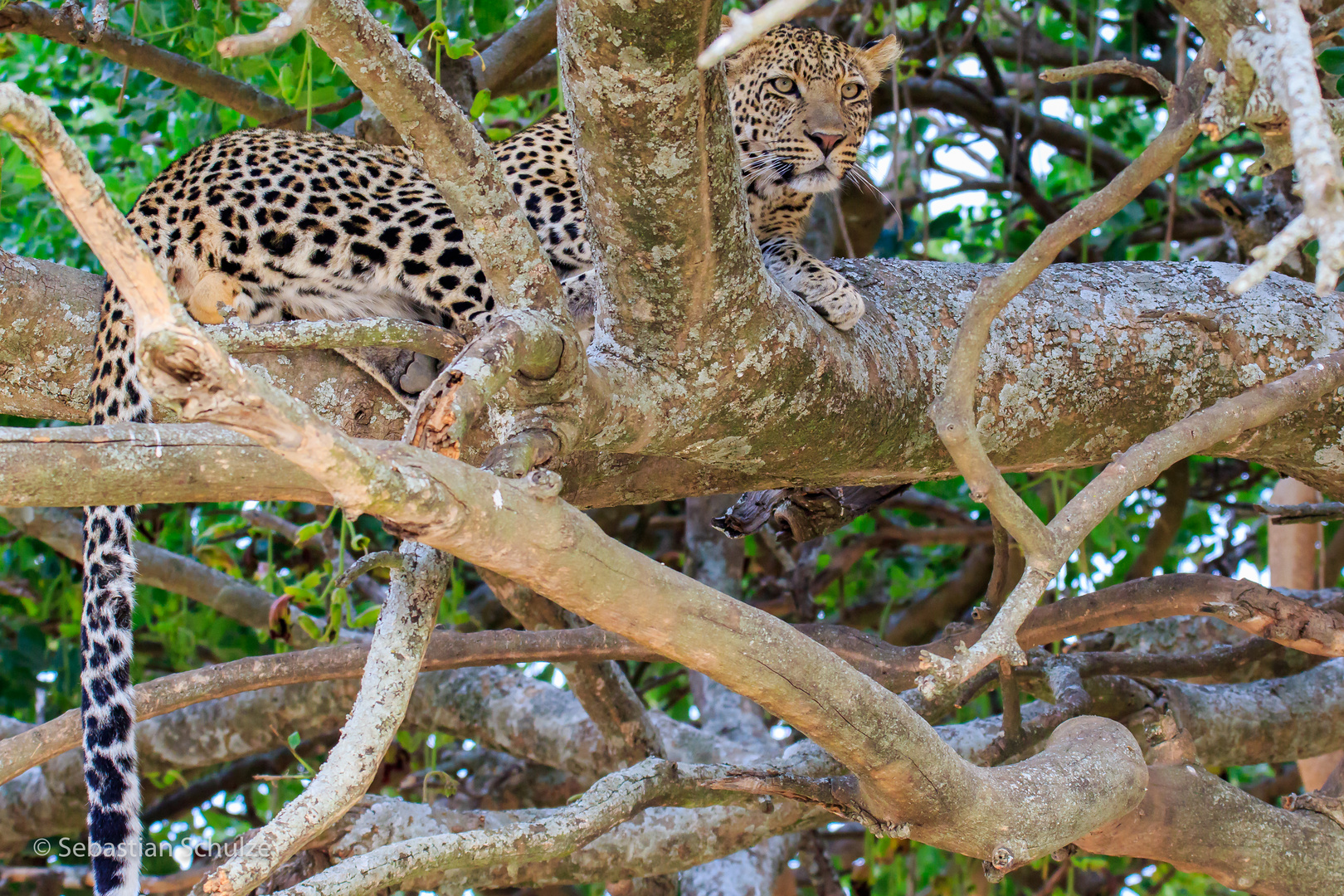 Tansania #30 - Leopard in der Serengeti