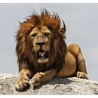 Tansania - 94 - Der König der Löwen